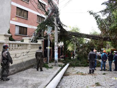 Caída de árbol daña postes de luz en La Paz